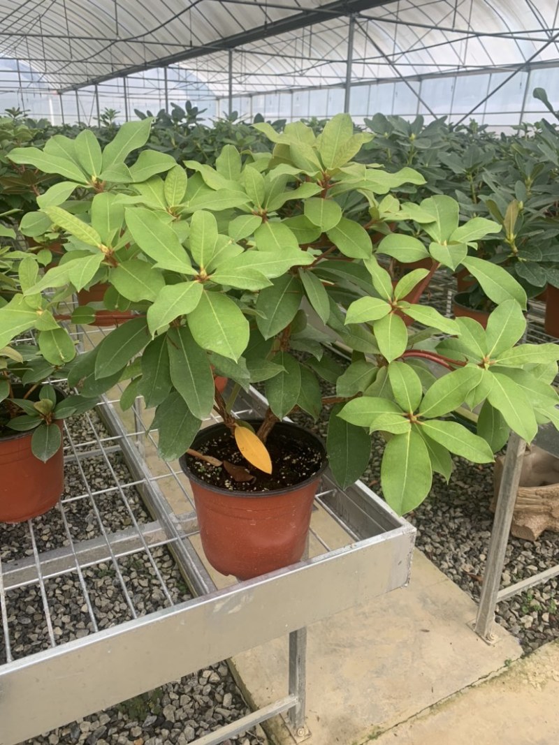 高山杜鹃，进口高山杜鹃，新品种杜鹃