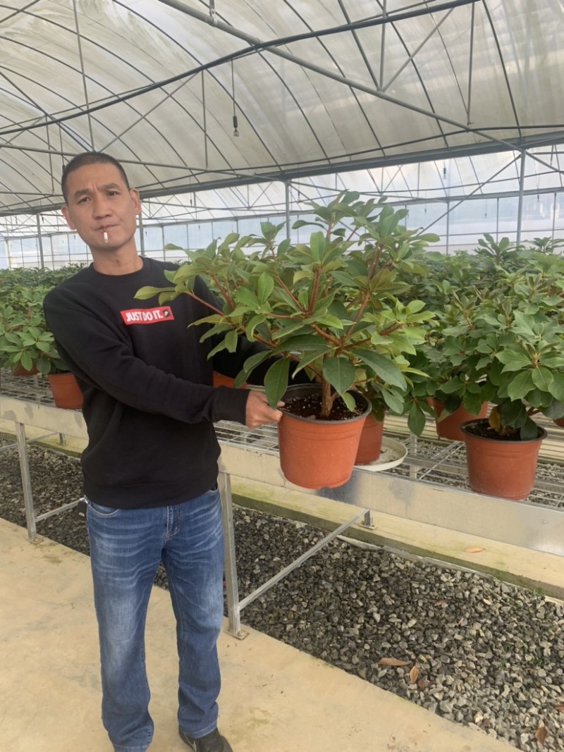 高山杜鹃，进口高山杜鹃，新品种杜鹃