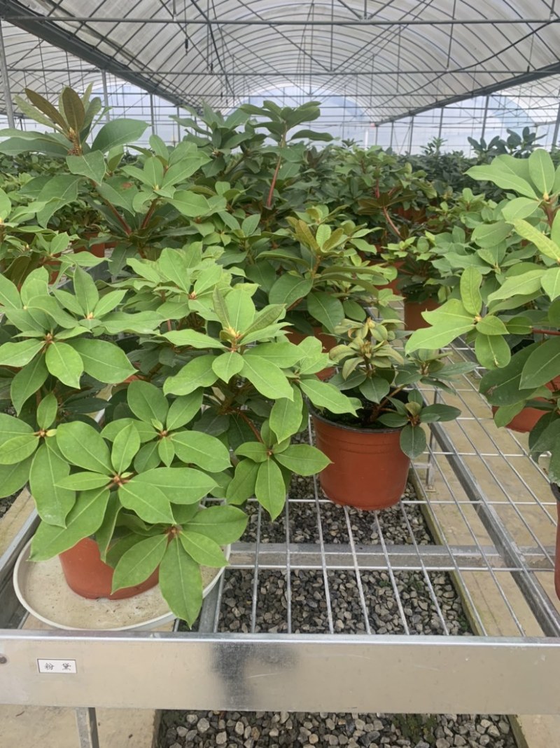 高山杜鹃，进口高山杜鹃，新品种杜鹃