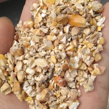 供应碎玉米鸡鸭鹅猪牛羊养殖饲料免费拿样质量保证