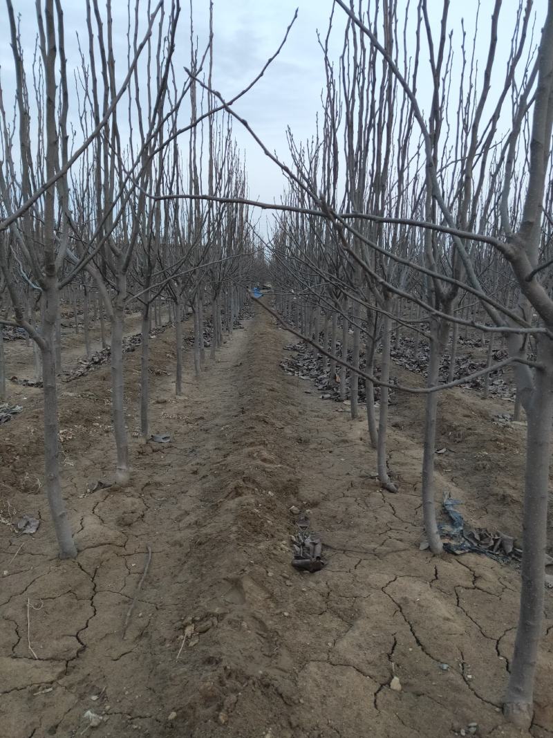大量批发梨树苗，定植小梨树，品种梨树苗，保品种，保质量
