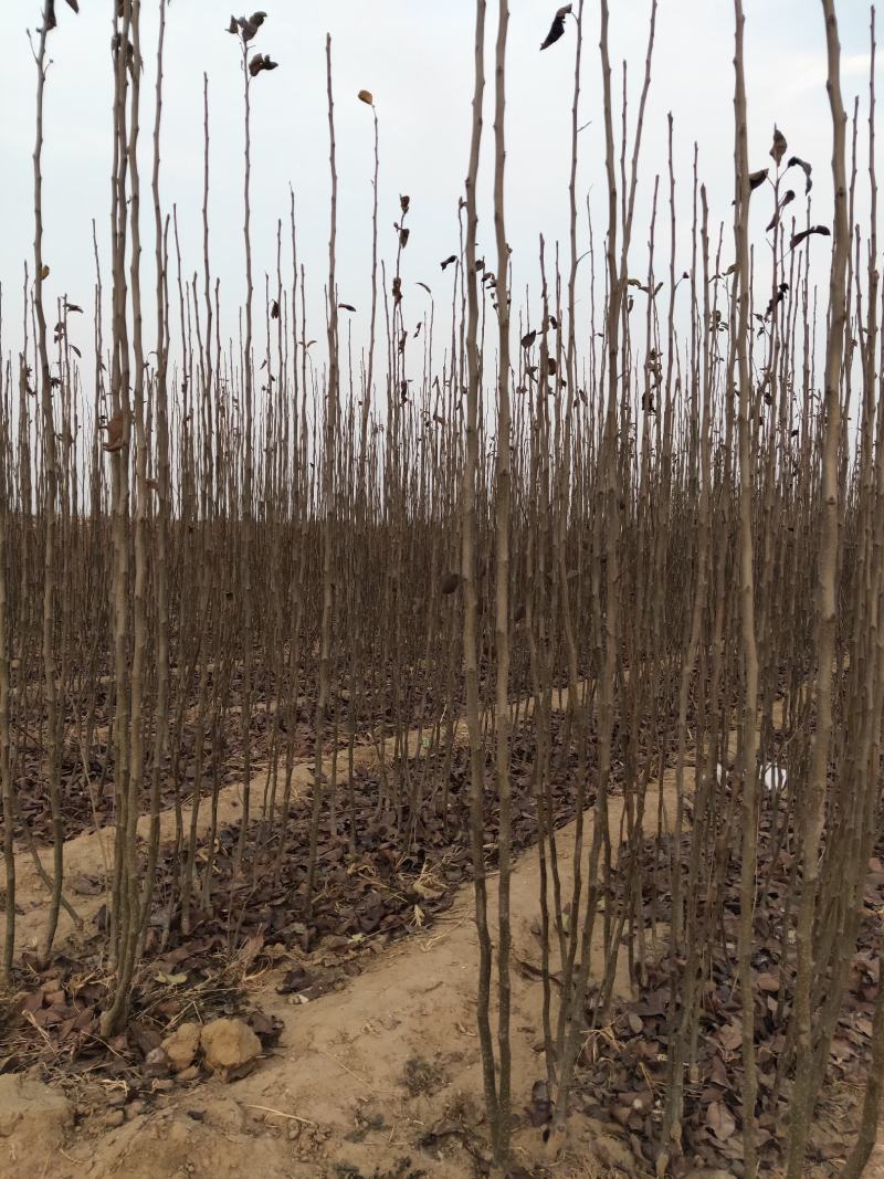 大量批发梨树苗，定植小梨树，品种梨树苗，保品种，保质量