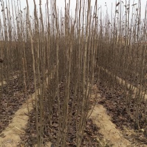 大量批发梨树苗，定植小梨树，品种梨树苗，保品种，保质量