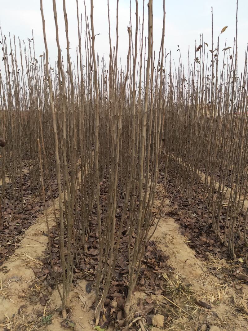 大量批发梨树苗，定植小梨树，品种梨树苗，保品种，保质量