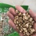 北沙参保质保量产地直发欢迎咨询产地直供干净无杂