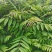 红油香椿苗红油6号香椿苗大棚用香椿苗提供技术包成功
