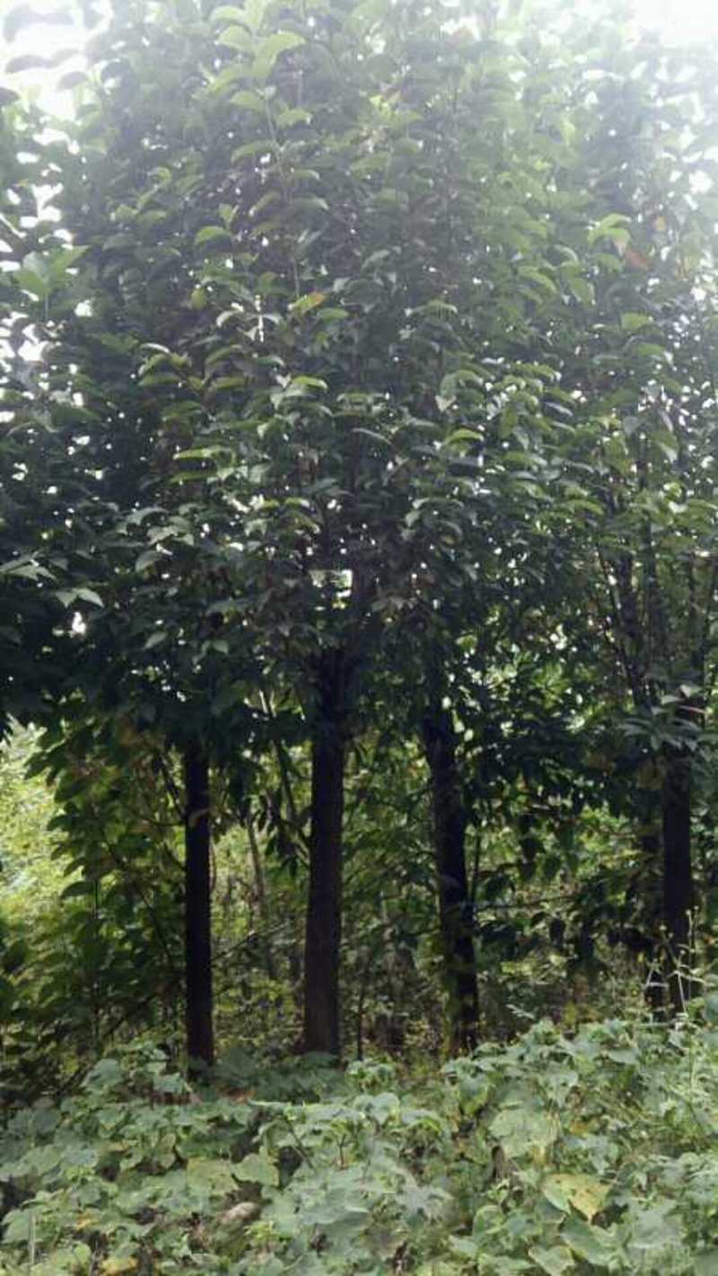 辛夷树(3—11公分）高成活率，不是水肥苗。
