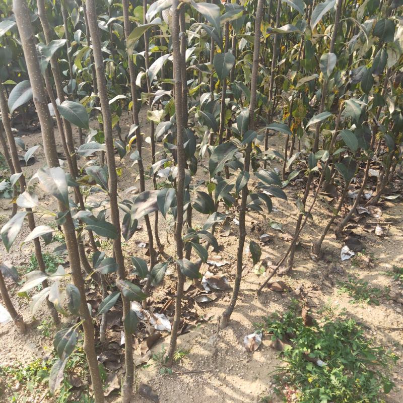 大量批发梨树苗，定植小梨树，品种梨树苗，保品种，保质量