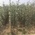 大量批发梨树苗，定植小梨树，品种梨树苗，保品种，保质量