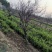 基地直销精品适合南北种植绿化应用龙须枣树