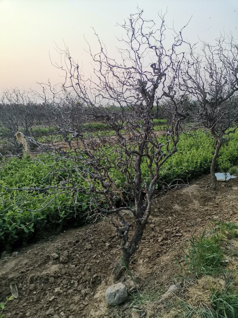 基地直销精品适合南北种植绿化应用龙须枣树