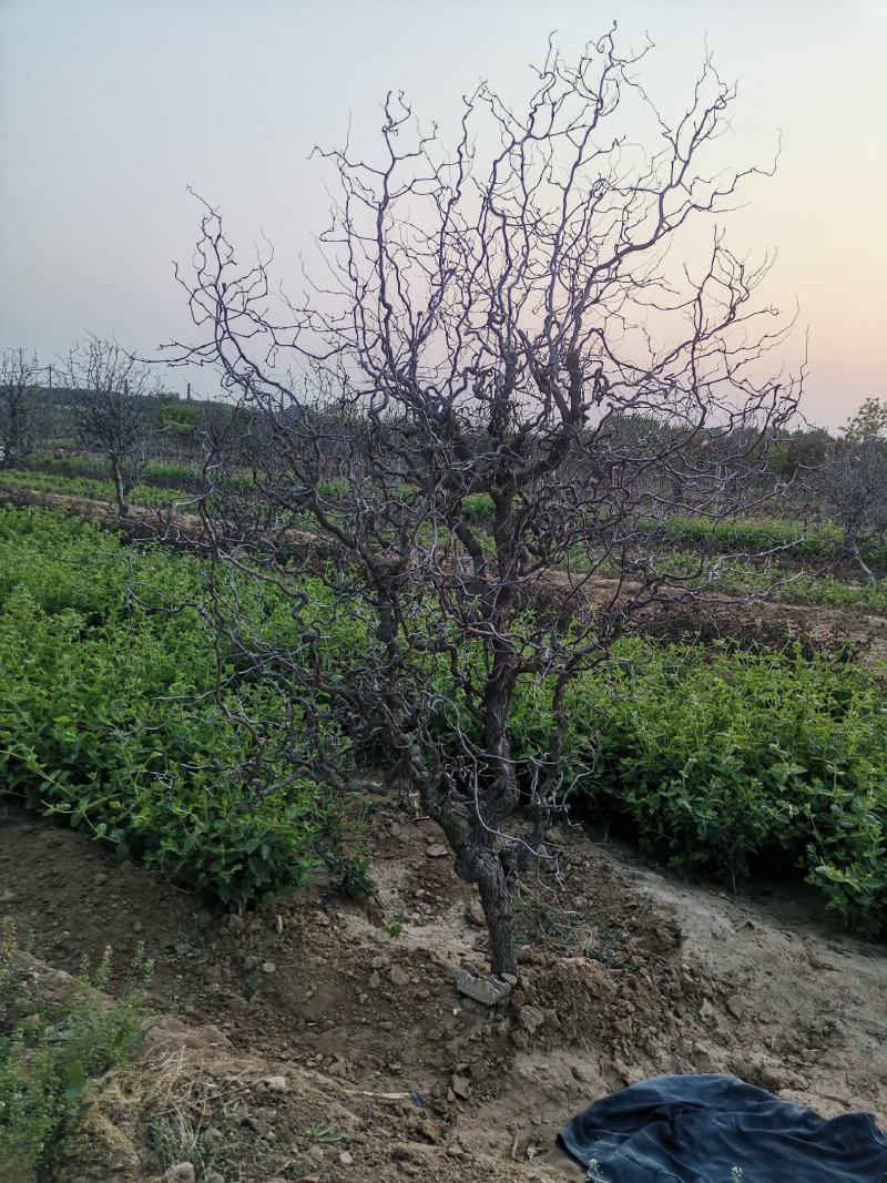 基地直销精品适合南北种植绿化应用龙须枣树