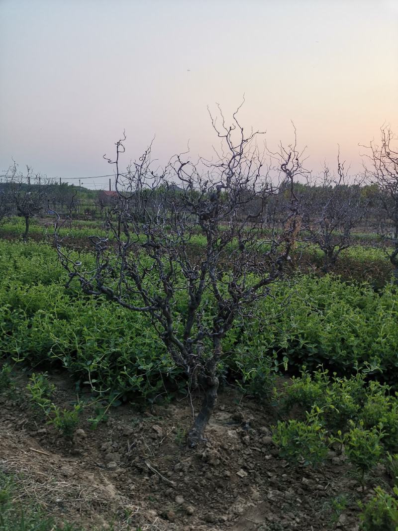 基地直销精品适合南北种植绿化应用龙须枣树