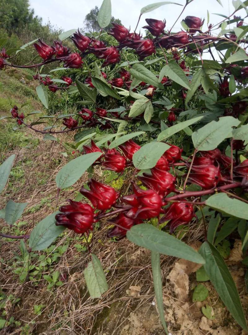 玫瑰茄正熟时，恭候您来采购
