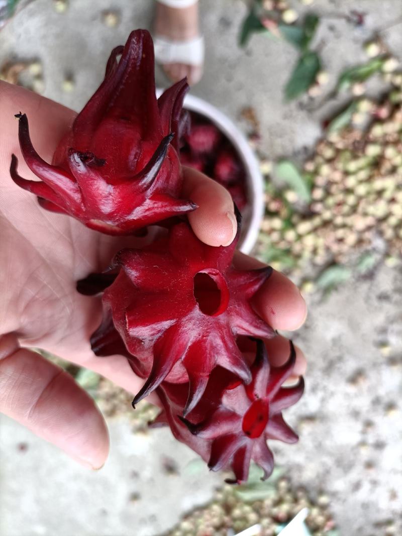 玫瑰茄正熟时，恭候您来采购