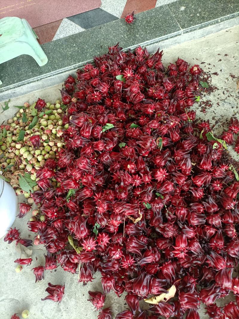 玫瑰茄正熟时，恭候您来采购