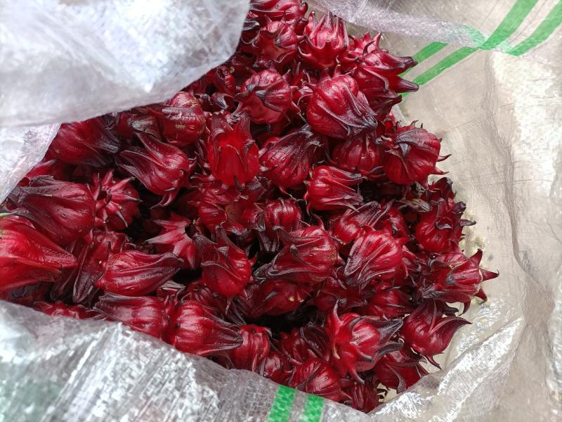 玫瑰茄正熟时，恭候您来采购