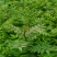 大红袍花椒苗批发嫁接无刺花椒苗现挖现卖好成活