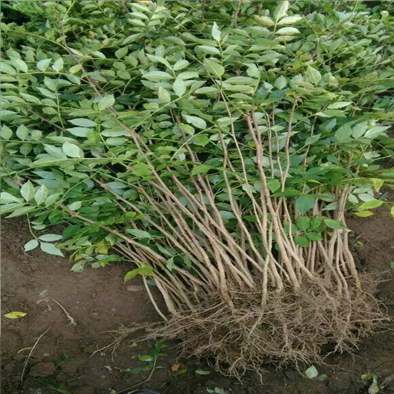 大红袍花椒苗批发嫁接无刺花椒苗现挖现卖好成活