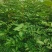 大红袍花椒苗批发嫁接无刺花椒苗现挖现卖好成活