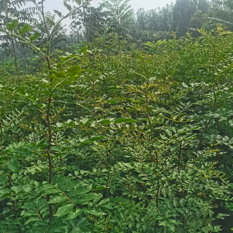 大红袍花椒苗批发嫁接无刺花椒苗现挖现卖好成活