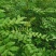 大红袍花椒苗批发嫁接无刺花椒苗现挖现卖好成活