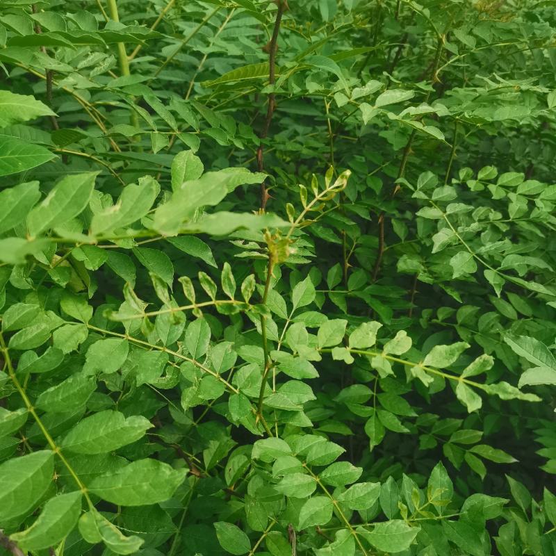 大红袍花椒苗批发嫁接无刺花椒苗现挖现卖好成活