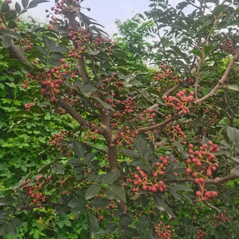 大红袍花椒苗批发嫁接无刺花椒苗现挖现卖好成活