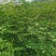 大红袍花椒苗批发嫁接无刺花椒苗现挖现卖好成活