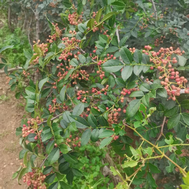 大红袍花椒苗批发嫁接无刺花椒苗现挖现卖好成活