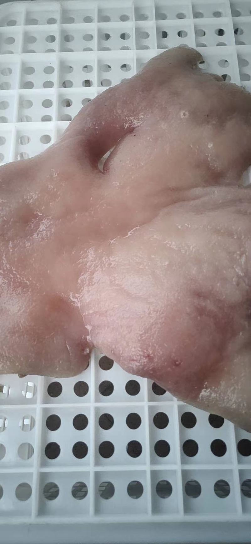 牛头皮真空包装，品质好，无油可成丝