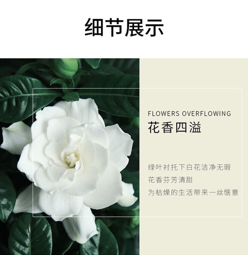 桅子花大树苗盆栽植物室内芳香独杆大叶牡丹栀子花苗