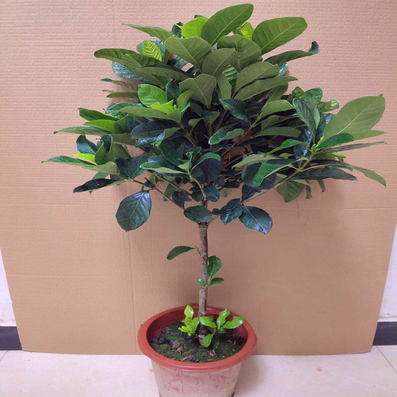 桅子花大树苗盆栽植物室内芳香独杆大叶牡丹栀子花苗