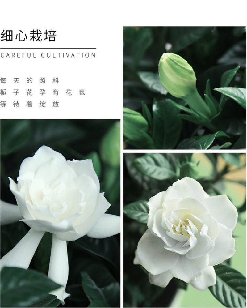 桅子花大树苗盆栽植物室内芳香独杆大叶牡丹栀子花苗