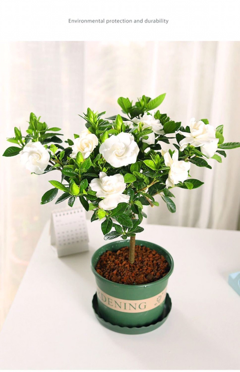 桅子花大树苗盆栽植物室内芳香独杆大叶牡丹栀子花苗