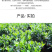 桅子花大树苗盆栽植物室内芳香独杆大叶牡丹栀子花苗