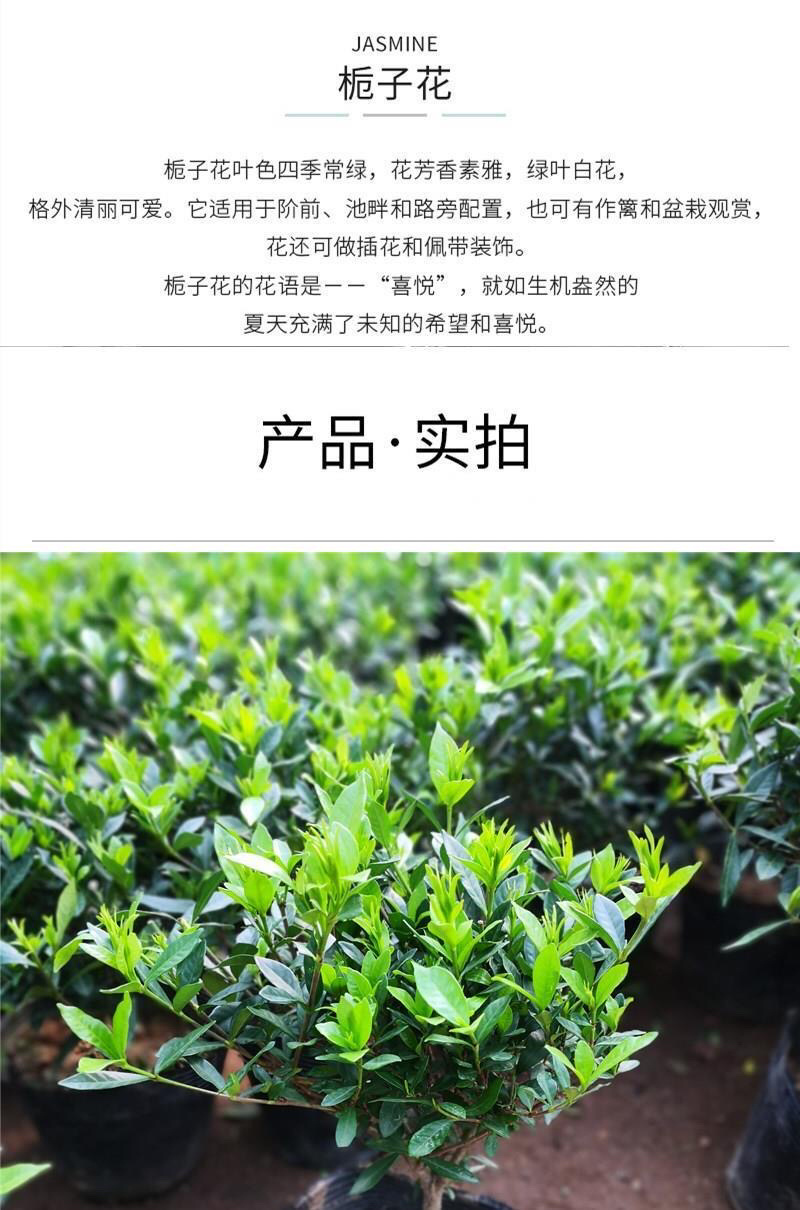 桅子花大树苗盆栽植物室内芳香独杆大叶牡丹栀子花苗