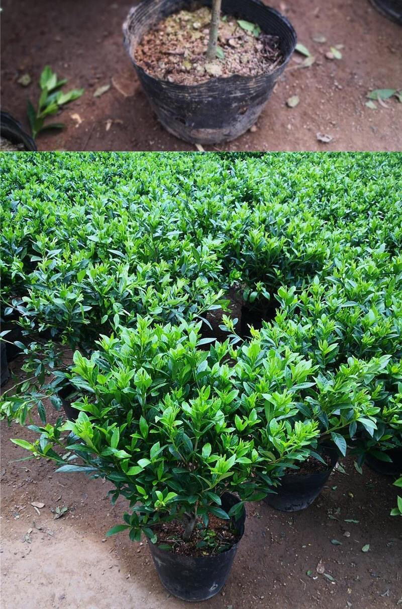 桅子花大树苗盆栽植物室内芳香独杆大叶牡丹栀子花苗