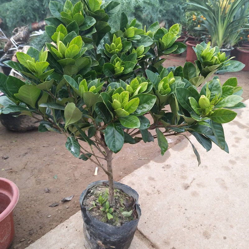 桅子花大树苗盆栽植物室内芳香独杆大叶牡丹栀子花苗