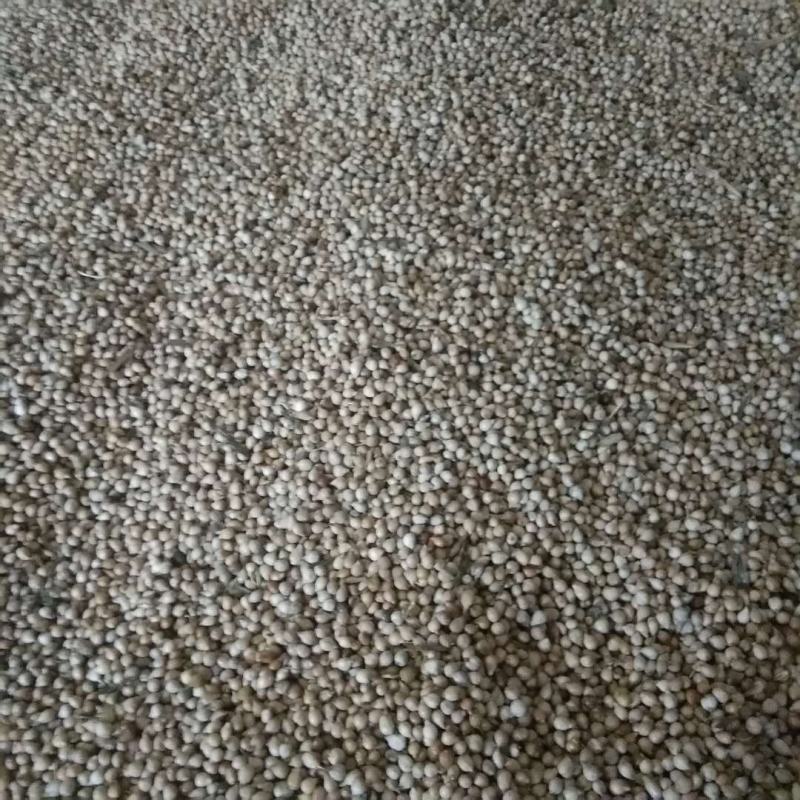 贵州盘州保田薏仁米(六谷)半成品将上市有需要的老板联系我