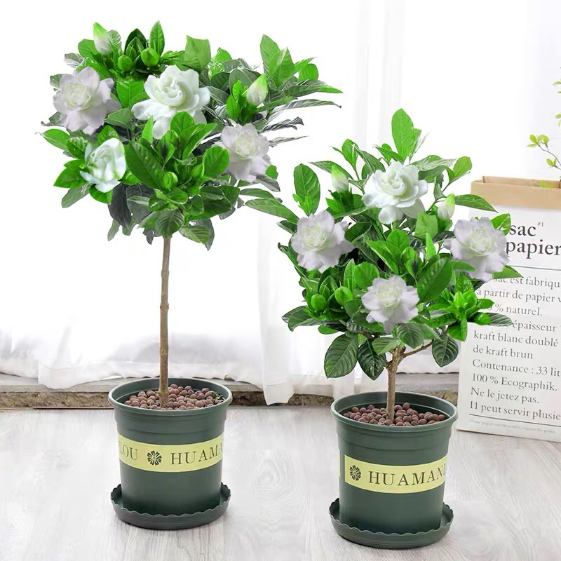 桅子花大树苗盆栽植物室内芳香独杆大叶牡丹栀子花苗