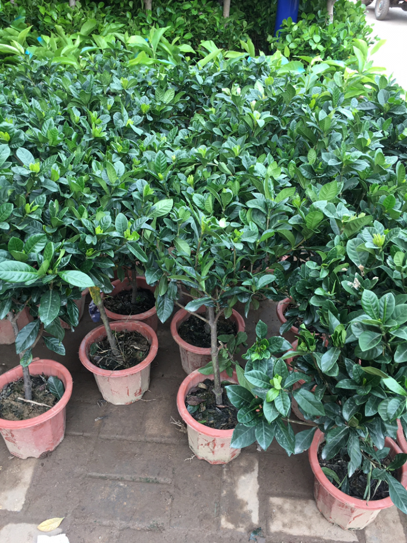 桅子花大树苗盆栽植物室内芳香独杆大叶牡丹栀子花苗