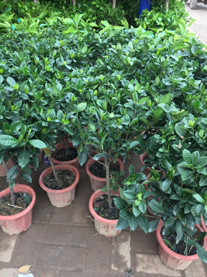 桅子花大树苗盆栽植物室内芳香独杆大叶牡丹栀子花苗