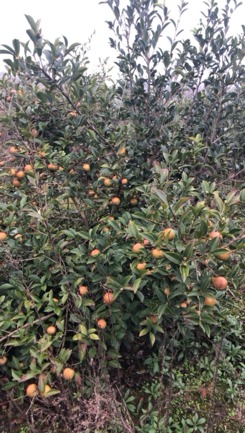 高产油茶树．带土球油茶苗、大山茶树苗．绿化苗．