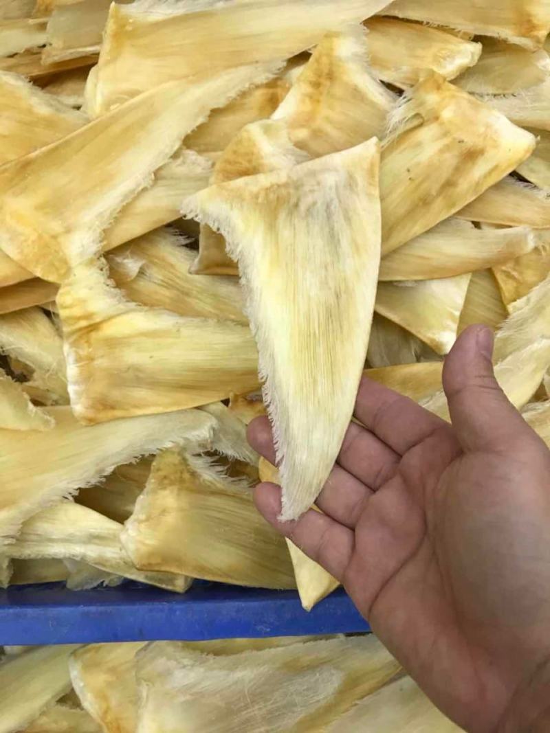 鱼翅茶勾金勾鱼翅捞饭海味滋补干货翅针多口感好营养丰富