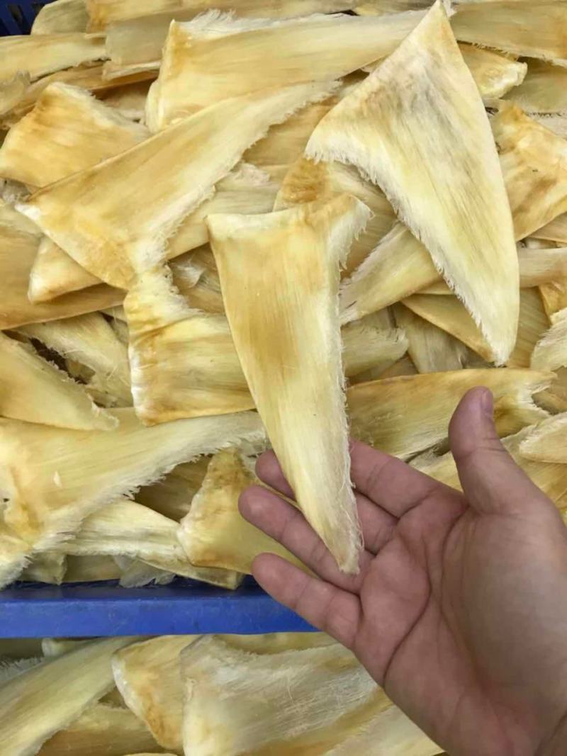 鱼翅茶勾金勾鱼翅捞饭海味滋补干货翅针多口感好营养丰富