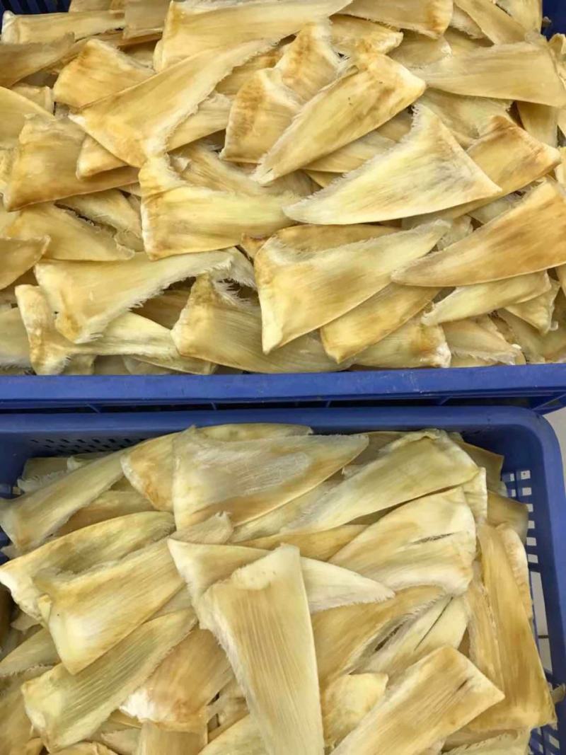 鱼翅茶勾金勾鱼翅捞饭海味滋补干货翅针多口感好营养丰富