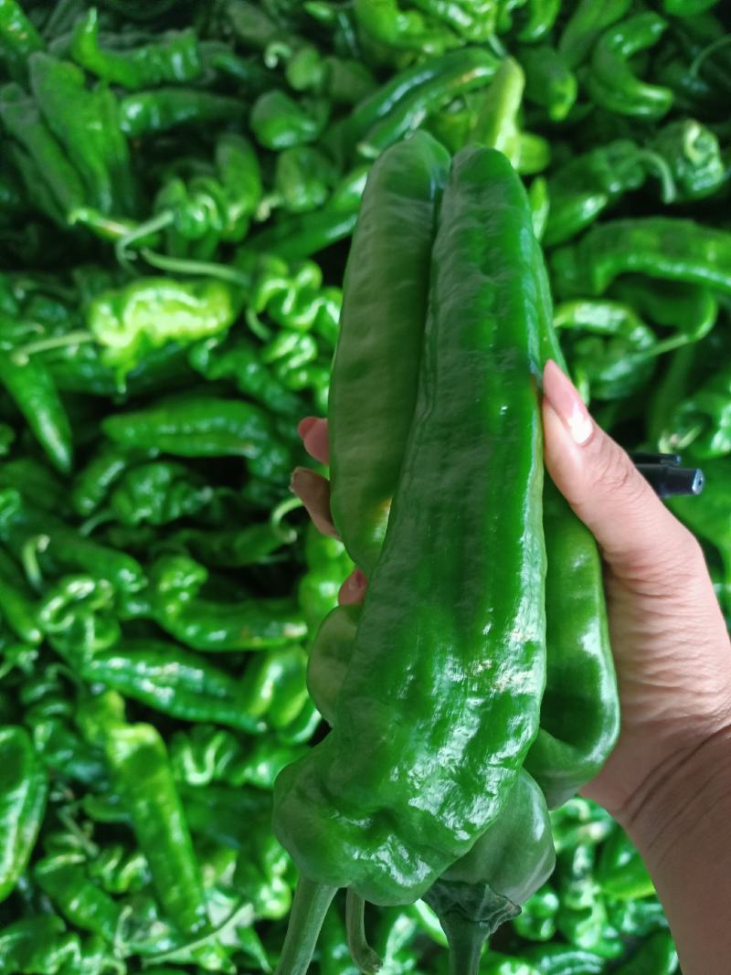【精选】鲜辣椒二荆条线椒对接商超产地直发货源充足