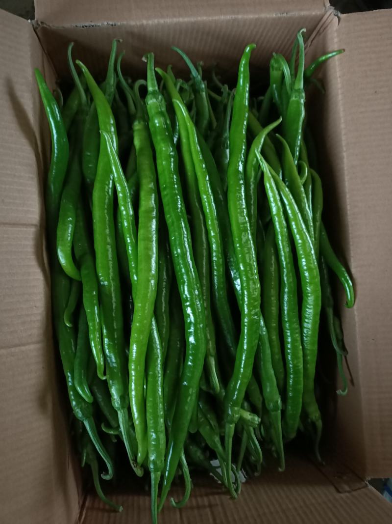 【精选】鲜辣椒二荆条线椒对接商超产地直发货源充足