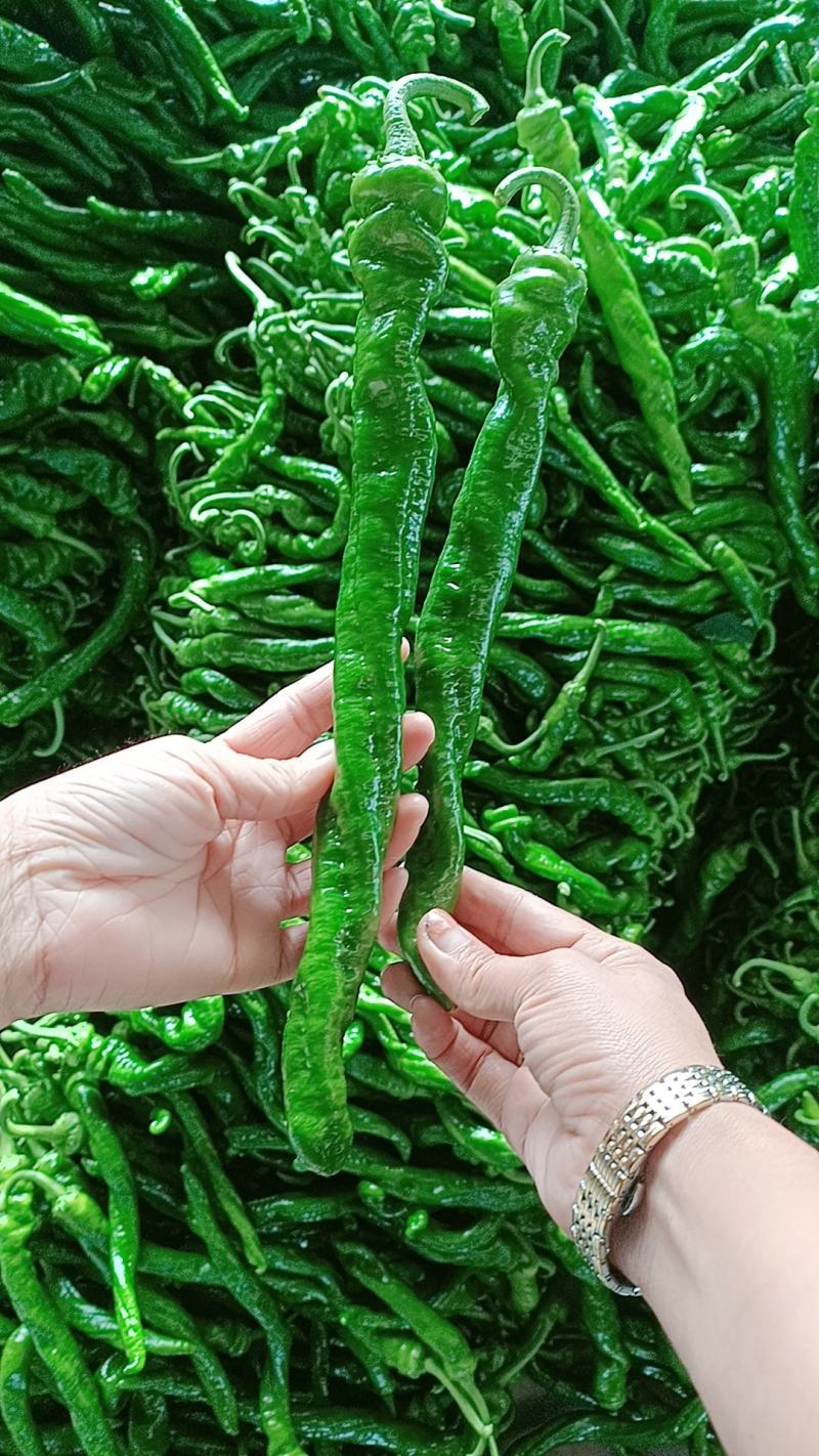 【精选】鲜辣椒二荆条线椒对接商超产地直发货源充足